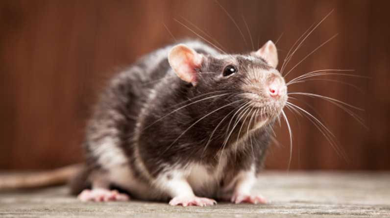 fare ne yerse olur fare nasil yakalanir fare hakkinda genel bilgiler bocekler