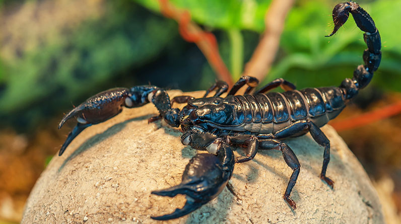 Evdeki akrepler için nasıl ilaçlama yapılır?