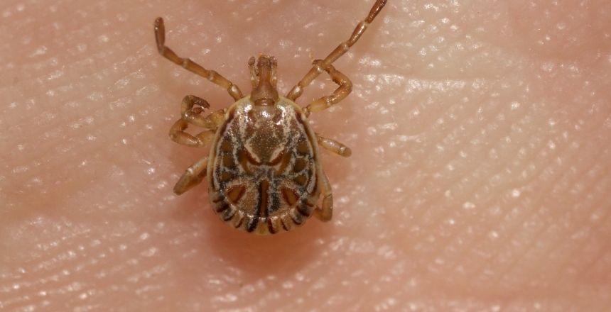 Kene: Doğanın Gizemli Yaratığı