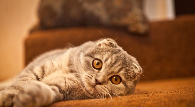 Hayvanlarda Bit Neden Olur?