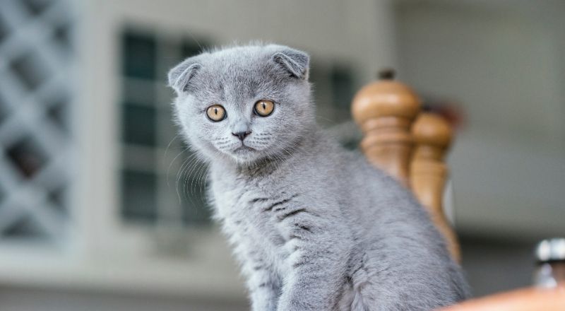 Hayvanlarda İştahsızlık Neden Olur?