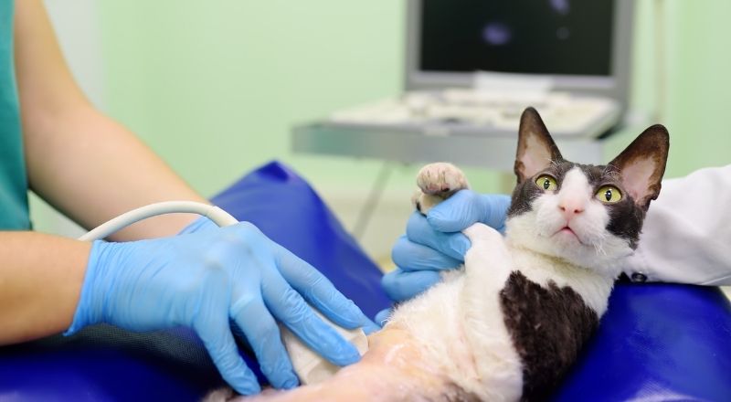 Hayvanlarda Titreme Neden Olur?