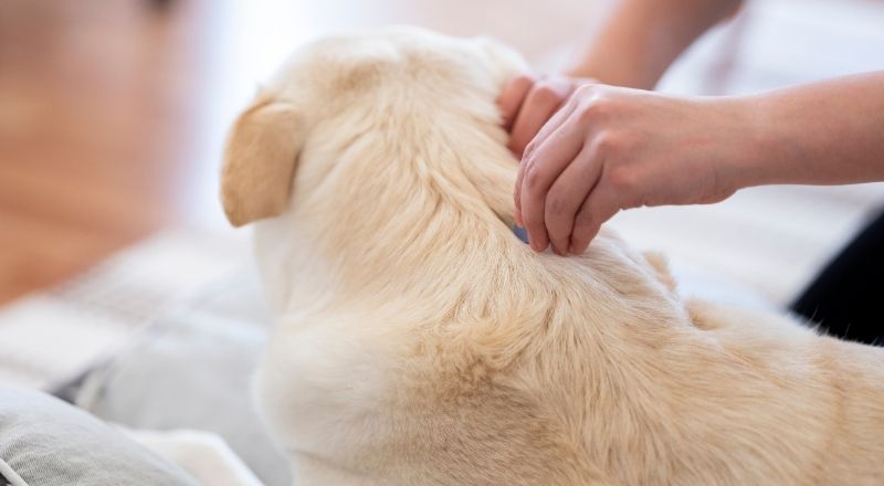 Köpek Piresi Nasıl Geçer?