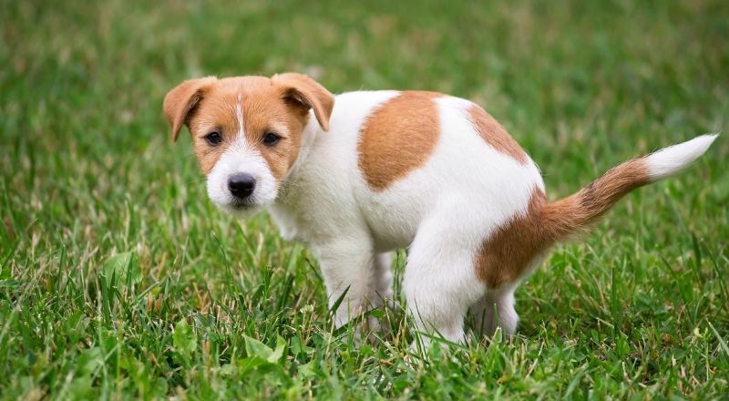 Köpek Tuvalet Eğitimi Nasıl Verilir?