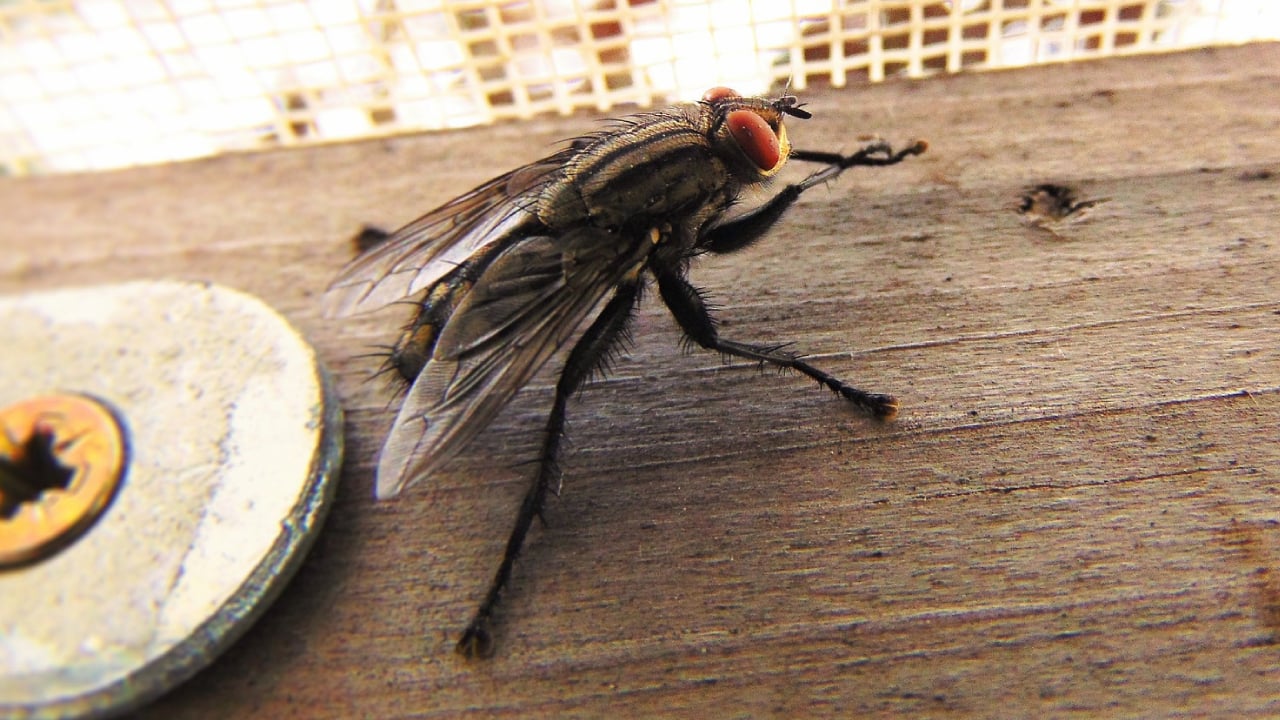 Kara Sinek neyi sevmez, neye gelmez, doğal mücadele yolları nelerdir?